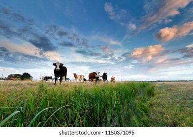 few cows on pasture at sunset during summer