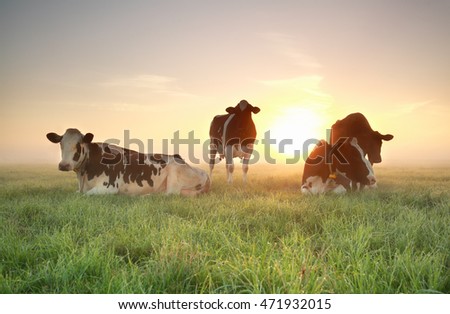 few cows on relaxed on pasture with sun behind and mist