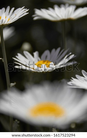 Similar – Image, Stock Photo silent Garden Nature Plant