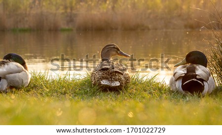 A few ducks chilling at a lake with the sun slowly setting