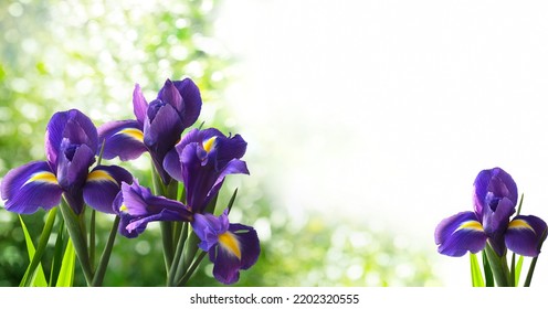 A Few Flowers Of Irises Closeup Isolated On A Blurry Garden Background