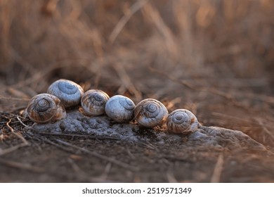 few garden Snail shells close up on earth, abstract natural background. old snail shell. Helix detail. Harmony, life balance, relax image. cycle of life. save wild life, ecology. beige monochrome - Powered by Shutterstock