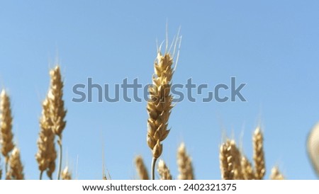 Few golden ears of wheat swaying in breeze against sky closeup. Wheat matures drawing on power of sunlight and morning wind on large farm plot. Wheat harvest cultivated carefully in farm field