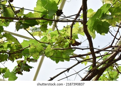 A few grapes on the stalk
