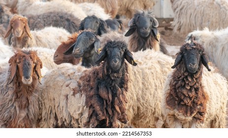 A few hairy flock sheep at a desert farm in arabia. - Powered by Shutterstock