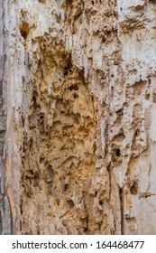 Few Insects Actually Damage Dry Wood. Termites, Both Subterranean Termites And Drywood Termites, Carpenter Ants And Certain Powderpost Beetles Are The Primary Wood Destroying Insects.