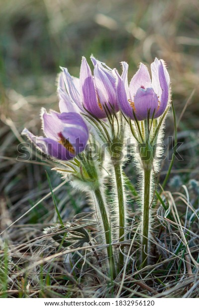 A few isolated Prairie Crocus wildflower blossoms\
are backlit by the setting sun on a hillside in the Grasslands\
region of Alberta