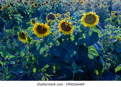 A few large sunflowers stand out among the others