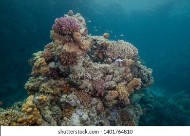 Few Living Remnants Remain On Dying Coral Reefs In The Red Sea Off The Coast Of Southern Egypt. September 2018.