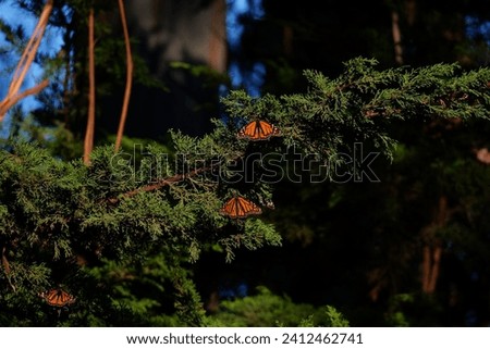 A few Monarch Butterflies resting on tree branches. 