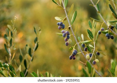 Few olives on the olive tree branch