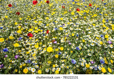 A few poppies and cornflowers but mainly daisies