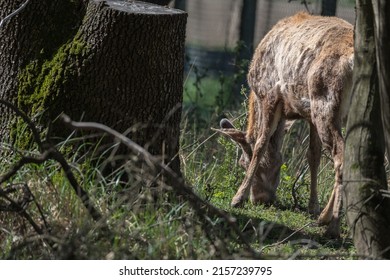 3,057 Italian deer Images, Stock Photos & Vectors | Shutterstock