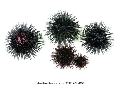 Few sea urchin isolated on white background. Top view