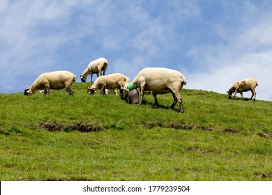 A Few Sheep Grazing On A Grassy Hill Under A Cloudy Blue Sky