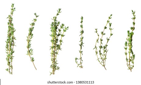 A few sprigs of fragrant thyme isolated on white. - Shutterstock ID 1380531113