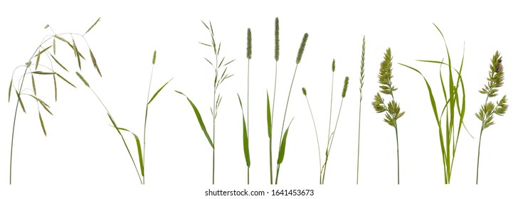 Few stalks and inflorescences of various meadow grass at various angles isolated on white background - Shutterstock ID 1641453673