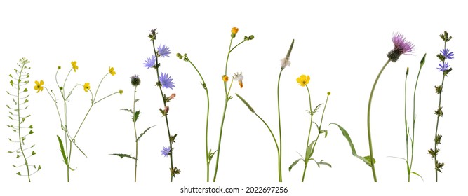 Few stems of meadow and forest plants with leaves and flowers isolated on white background - Shutterstock ID 2022697256