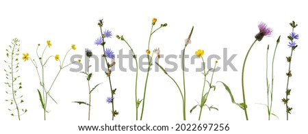 Few stems of meadow and forest plants with leaves and flowers isolated on white background