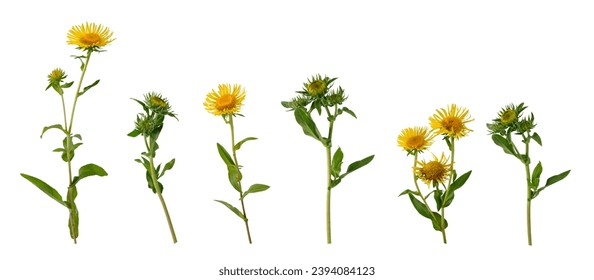 Few stems with opened and half opened yellow flowers and green leaves located on white background