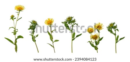 Few stems with opened and half opened yellow flowers and green leaves located on white background