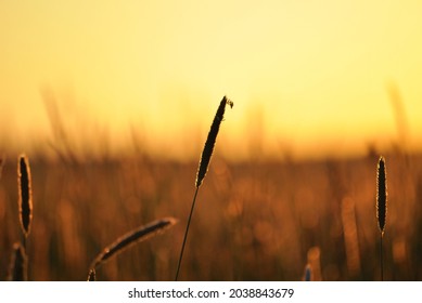 A Few Straws Of Timothy Grass In Warm Backlight, During Golden Hour.