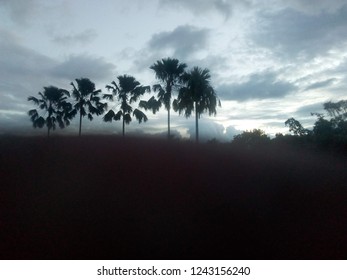 a few trees with a cloudy sky in the background,being viewed between two fingers.