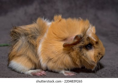 A Few Weeks Old Guinea Pig Named Daisy . Long-haired Guinea Pig Of The Rosette Type . A Fluffy Tiny Little Animal Stands On A Fleece, Shaggy Fabric . 