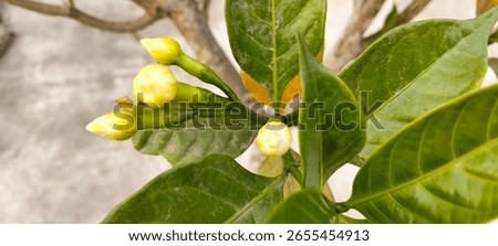 few white flower altogether in the same branch