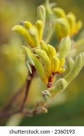 a few yellow Kangaroo Paws (Australian Native Flower)