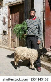 Fez, Morocco - March 1 2008 - A Portrait Of A Man Standing Beside A White Sheep With A Black Face While Holding A Big Pile Of Green Grass In Fez, Morocco's Old City.  Image Has Copy Space.