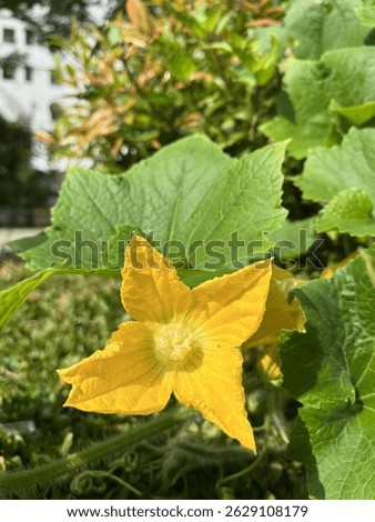 The fiber contained in pumpkin flowers helps improve digestive function and prevent constipation.