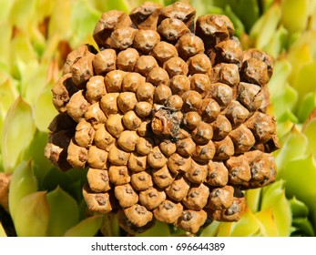 Fibonacci Pattern On A Pine Cone