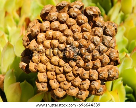 Fibonacci pattern on a pine cone
