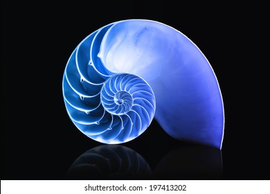 Fibonacci Pattern On Shell Viewed Spiral From Front