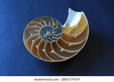 Fibonacci sequence concept with nautilus shell section isolated on dark blue background, golden ratio in nature