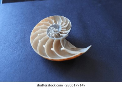 Fibonacci sequence concept with nautilus shell section isolated on dark blue background, golden ratio in nature