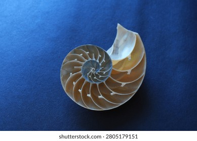 Fibonacci sequence concept with nautilus shell section isolated on dark blue background, golden ratio in nature