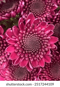 Fibonacci Sequence in A Flower