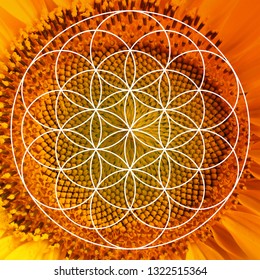 fibonacci-spiral-arrangement-beautiful-flower-260nw-1322515364.jpg