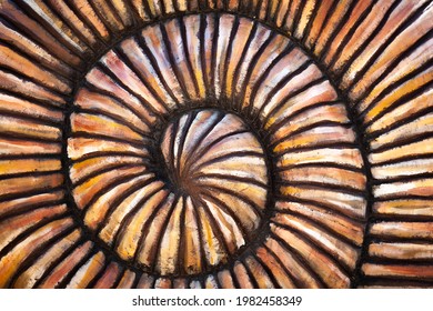 Fibonacci Spiral. Close-up Snail Shell In The Form Of A Fibonacci Spiral. Nautilus Shell.