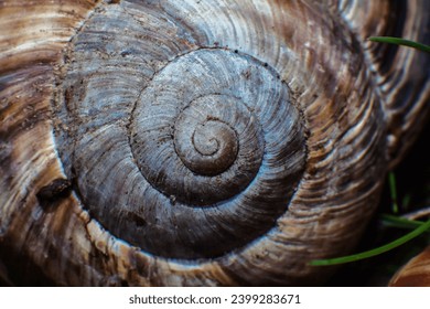 Fibonacci spiral. Close-up snail shell in the form of a fibonacci spiral. Nautilus shell.