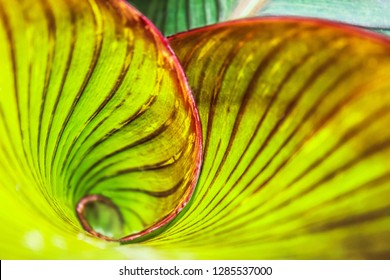 Fibonacci Spiral In Nature. Green Leaf In Tropical Nature