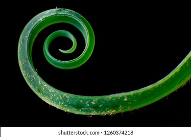 Fibonacci Spiral In Nature, Sago Palm Leaf