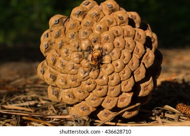 Fibonacci Spiral - Pine Cone