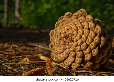 Fibonacci Spiral - Pine Cone