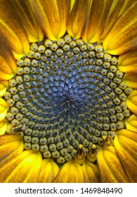 Fibonacci Spiral Sunflower In Bloom