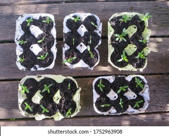 Fibre Pots For Growing Seeds. No Plastic.
Plant Pots Recycled From Egg Carton. Sprouted Marigold Seeds In A Biodegradable Plant Pot. Top View.