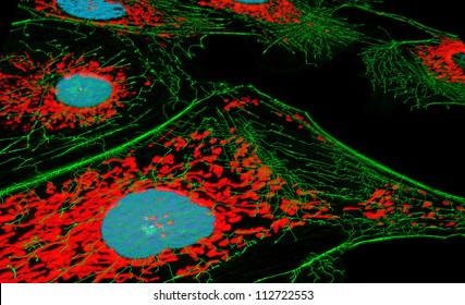 Fibroblast Cells, Fluorescence Microscopy, Nuclei, Mitichondria, And Microfilaments