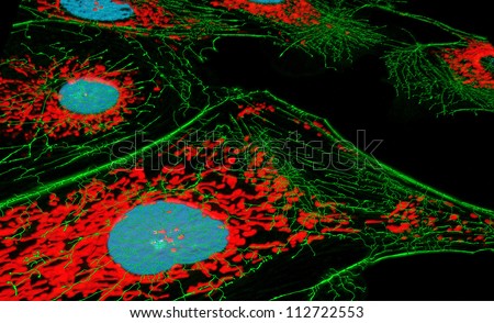 Fibroblast cells, fluorescence microscopy, nuclei, mitichondria, and microfilaments